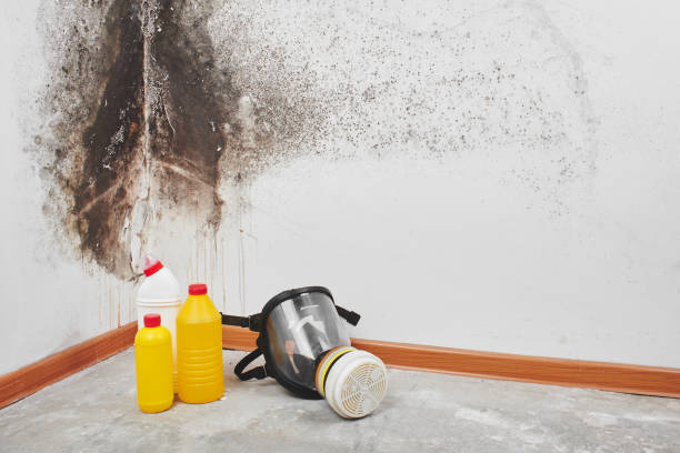 Best Mold Testing and Inspection Services in Roosevelt, NJ
