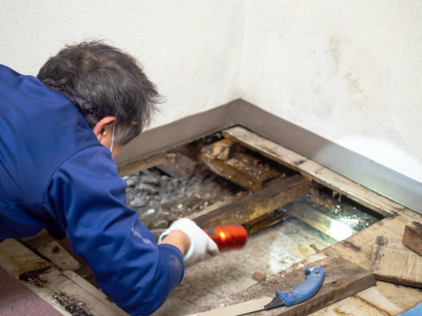 Best Commercial Mold Remediation in Roosevelt, NJ