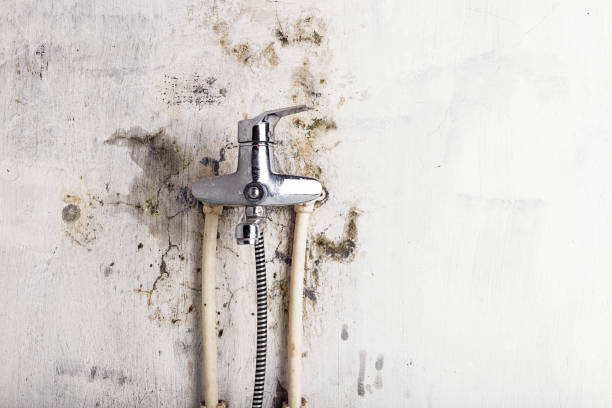 Best Health and Safety Mold Remediation in Roosevelt, NJ