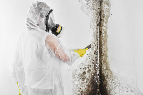 Best Attic Mold Remediation in Roosevelt, NJ