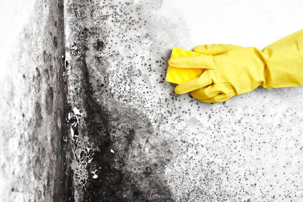 Professional Mold Remediation in Roosevelt, NJ