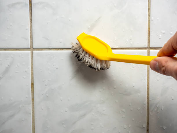 Best Basement Mold Remediation in Roosevelt, NJ