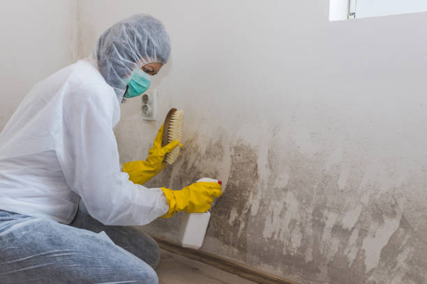 Best Industrial Mold Remediation in Roosevelt, NJ