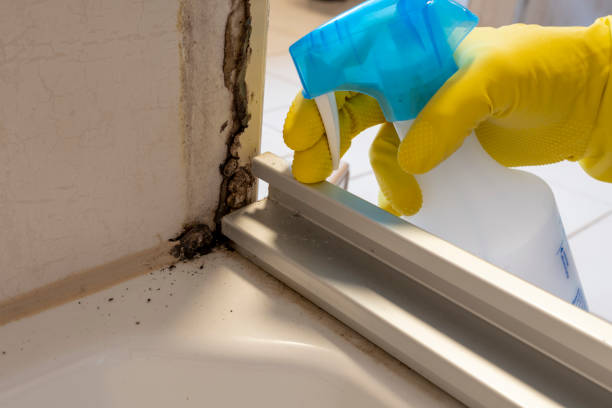 Best Post-Flood Mold Remediation in Roosevelt, NJ