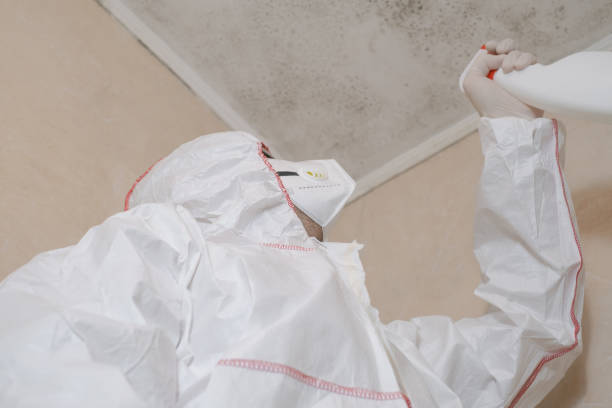 Best Emergency Mold Remediation in Roosevelt, NJ