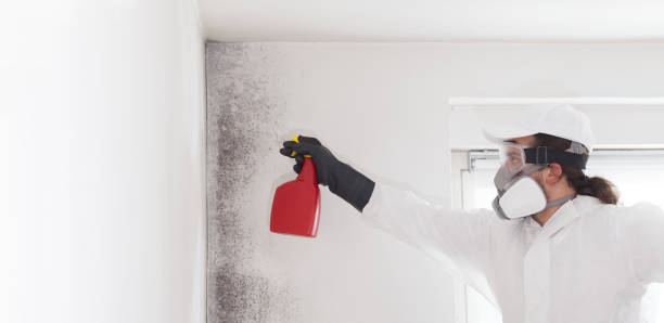 Best Residential Mold Remediation in Roosevelt, NJ