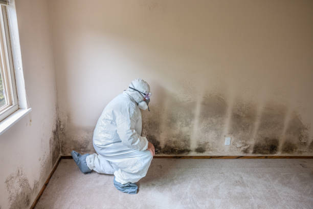 Best Residential Mold Remediation in Roosevelt, NJ