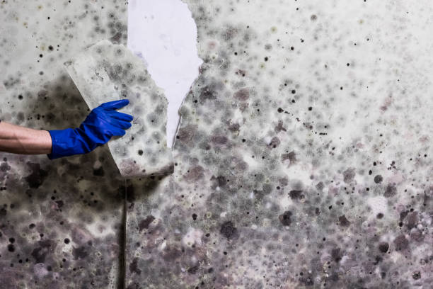 Best White Mold Remediation in Roosevelt, NJ