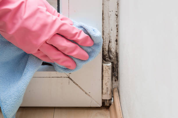 Best DIY Mold Remediation Support Services in Roosevelt, NJ